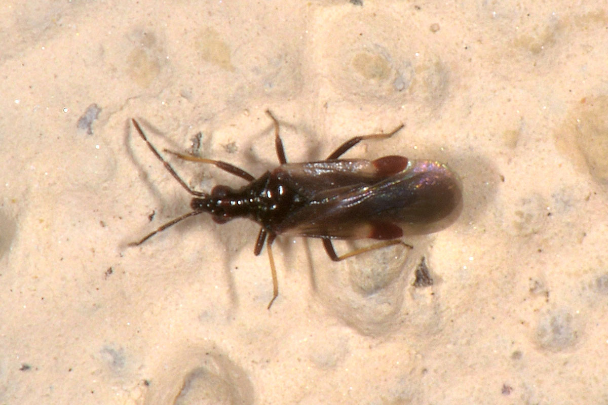 Microphysidae? S, Loricula freyi, femmina e maschio (adulto e ninfa) dell''Abruzzo